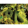 CIĘŻAREK CARP SPIRIT CAMO WEED LEAD TRILOBE 90G ACS550160