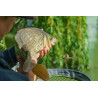 Matrix Pellet Feeder 40g Medium